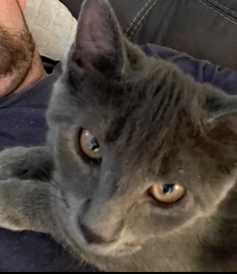 Lost cat in Keansburg, NJ, 7734
