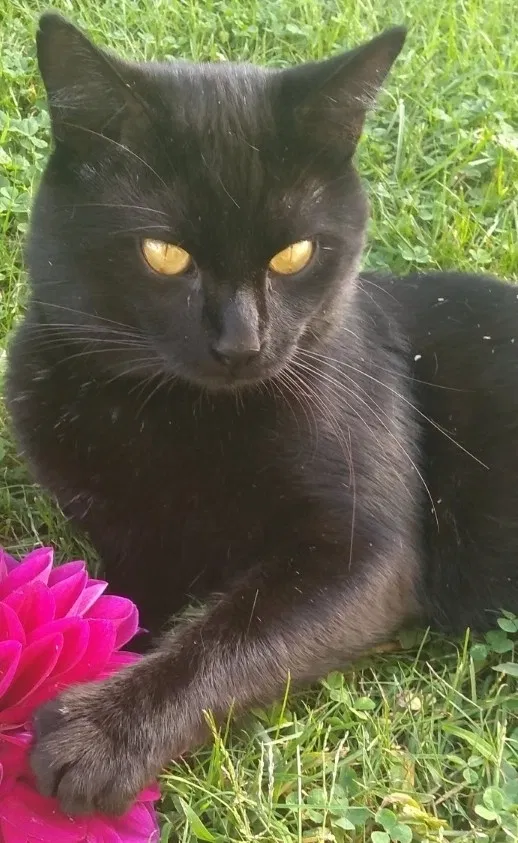 Lost cat in Cleveland, OH, 44113