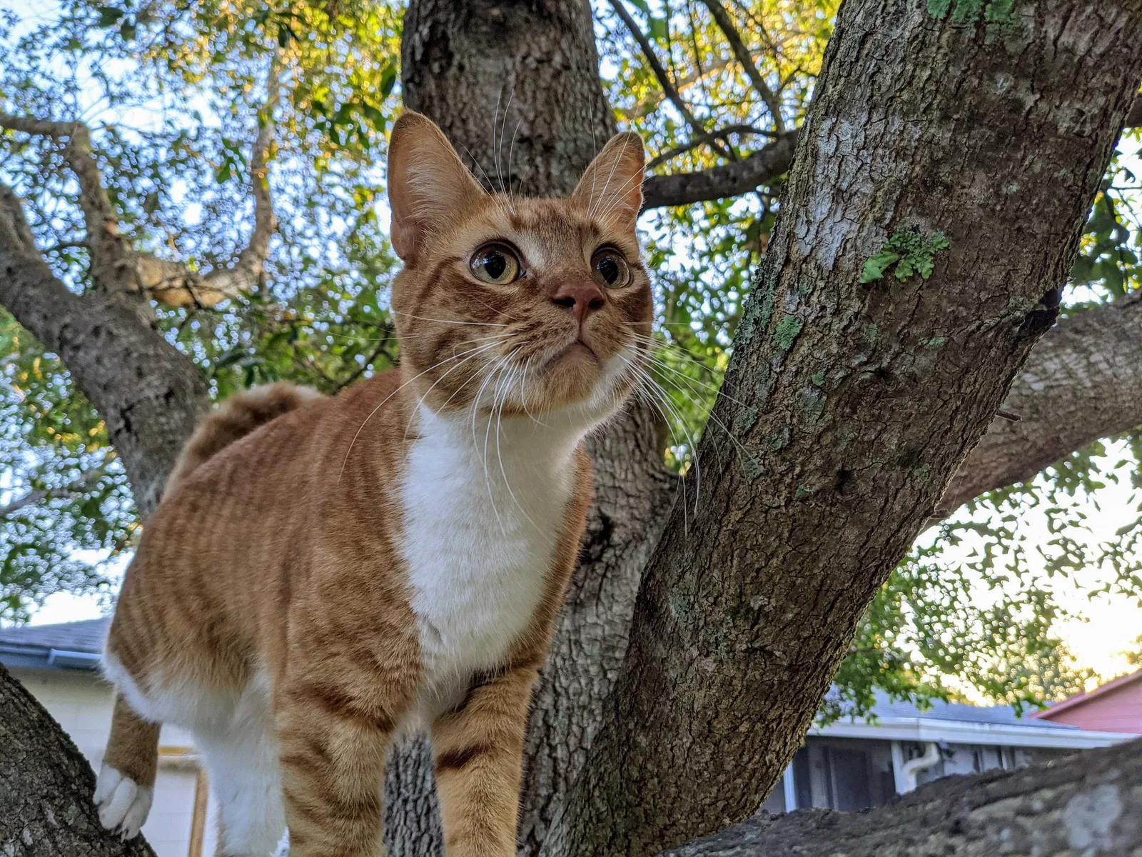 Lost cat in Winter Park, FL, 32792