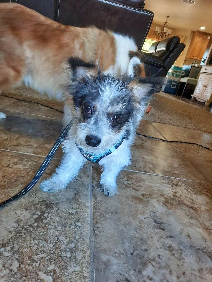 Lost dog in Springfield, MO, 65803
