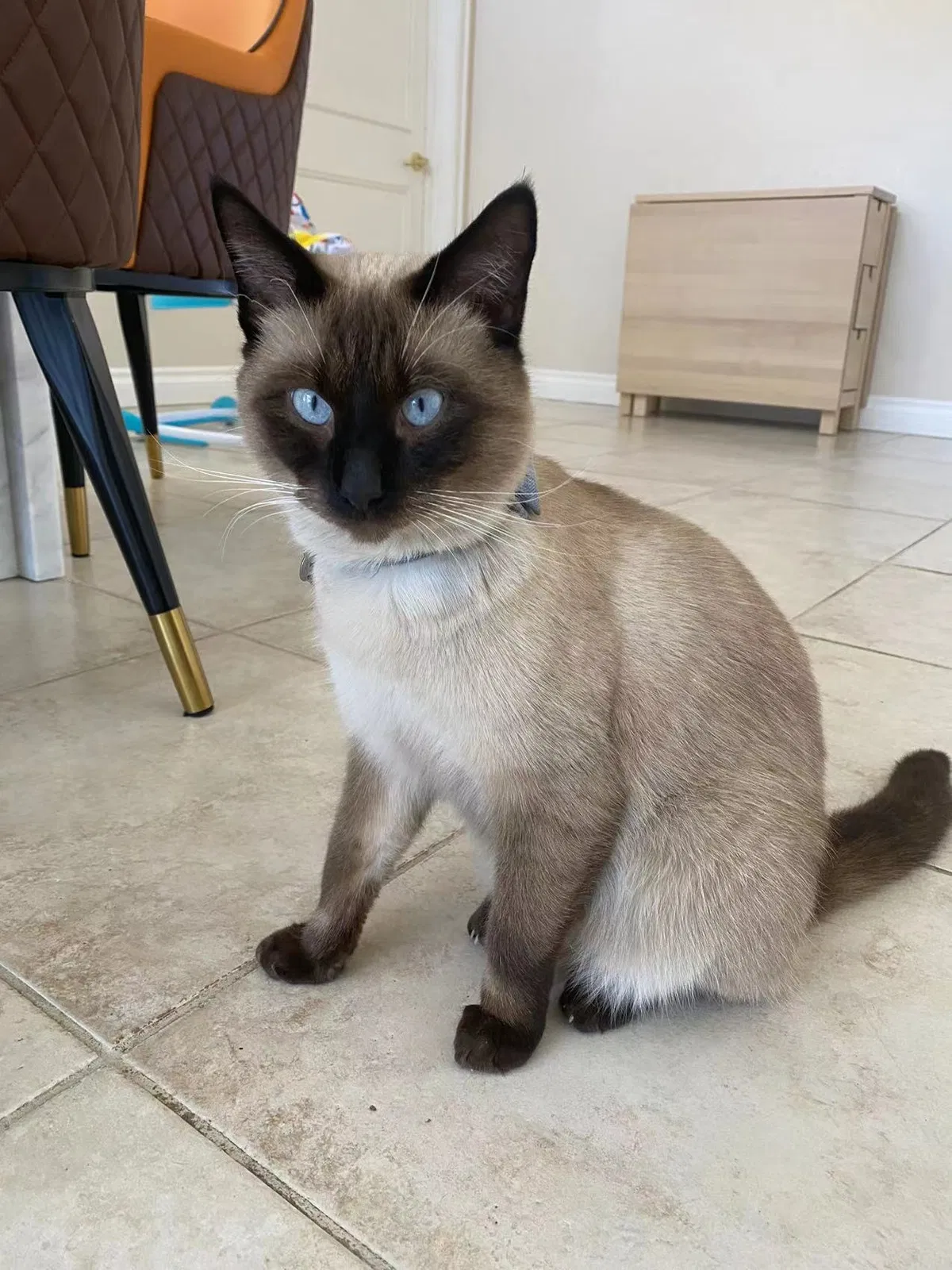 Lost cat in San Dimas, CA, 91773