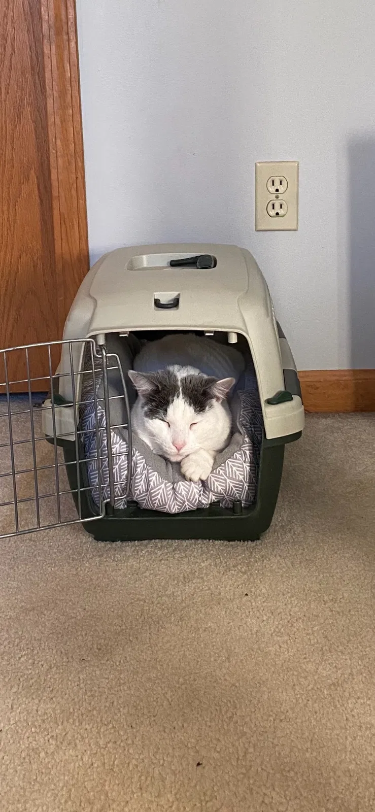 Missing Cat