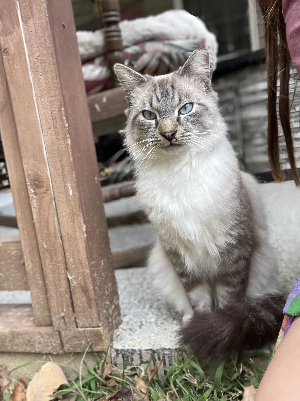 Lost cat in Rock Hill, SC, 29730