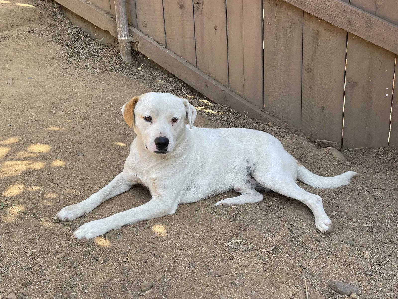 Lost dog in San Ysidro, CA, 92173