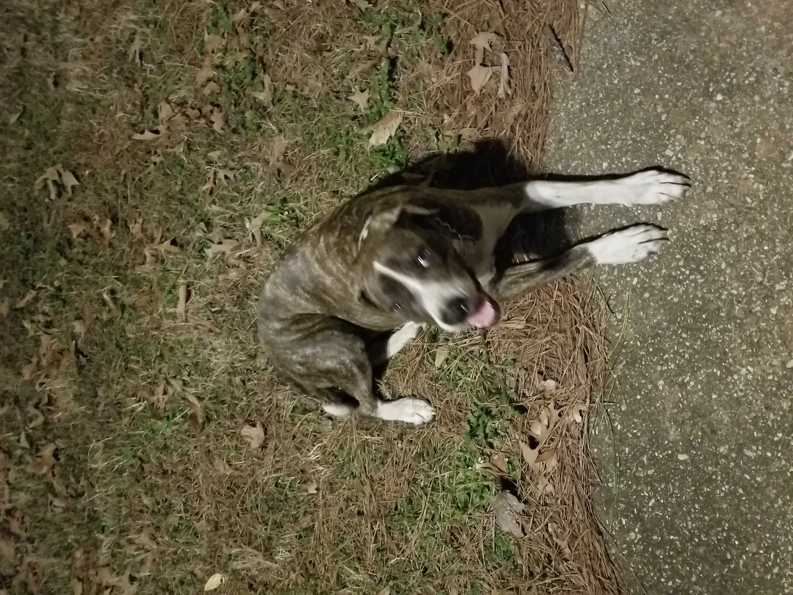 Found dog in Marshall, TX, 75672