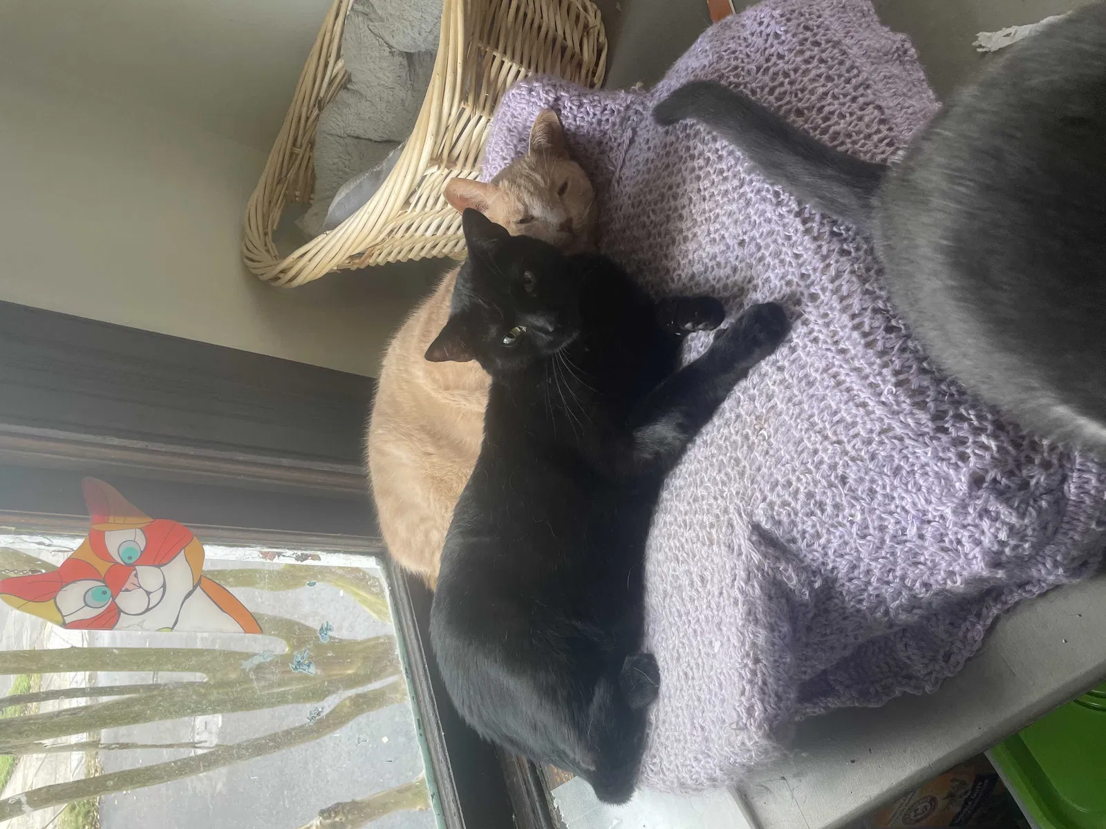 Lost cat in Charleston, SC, 29401