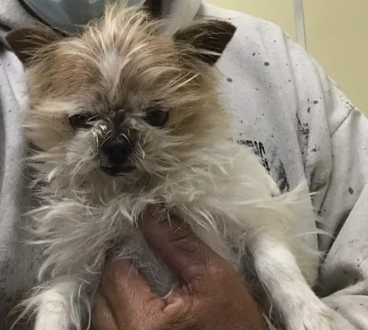 Lost dog in Oxnard, CA, 93033