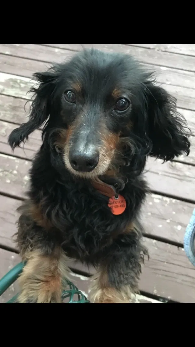 Lost dog in Cambridge, MN, 55008