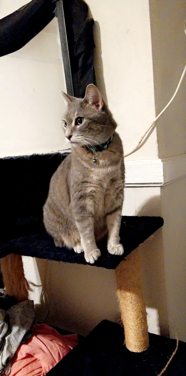 Lost cat in Allenhurst, GA, 31301