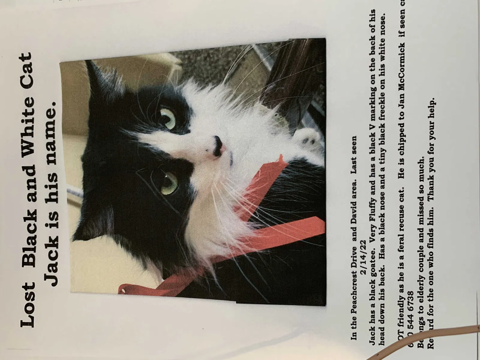 Lost cat in Oakdale, CA, 95361