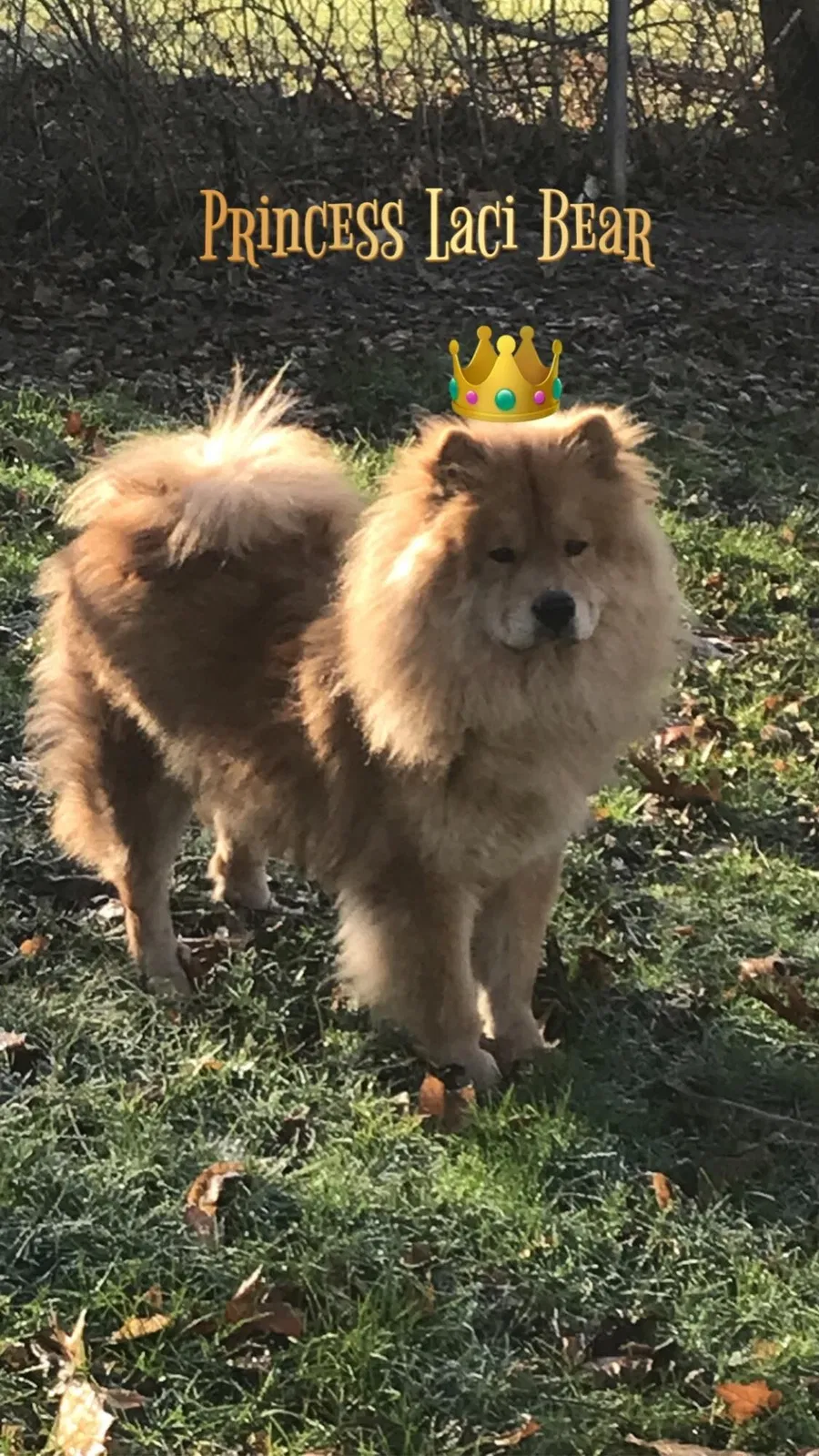 Lost dog in Greensburg, PA, 15601