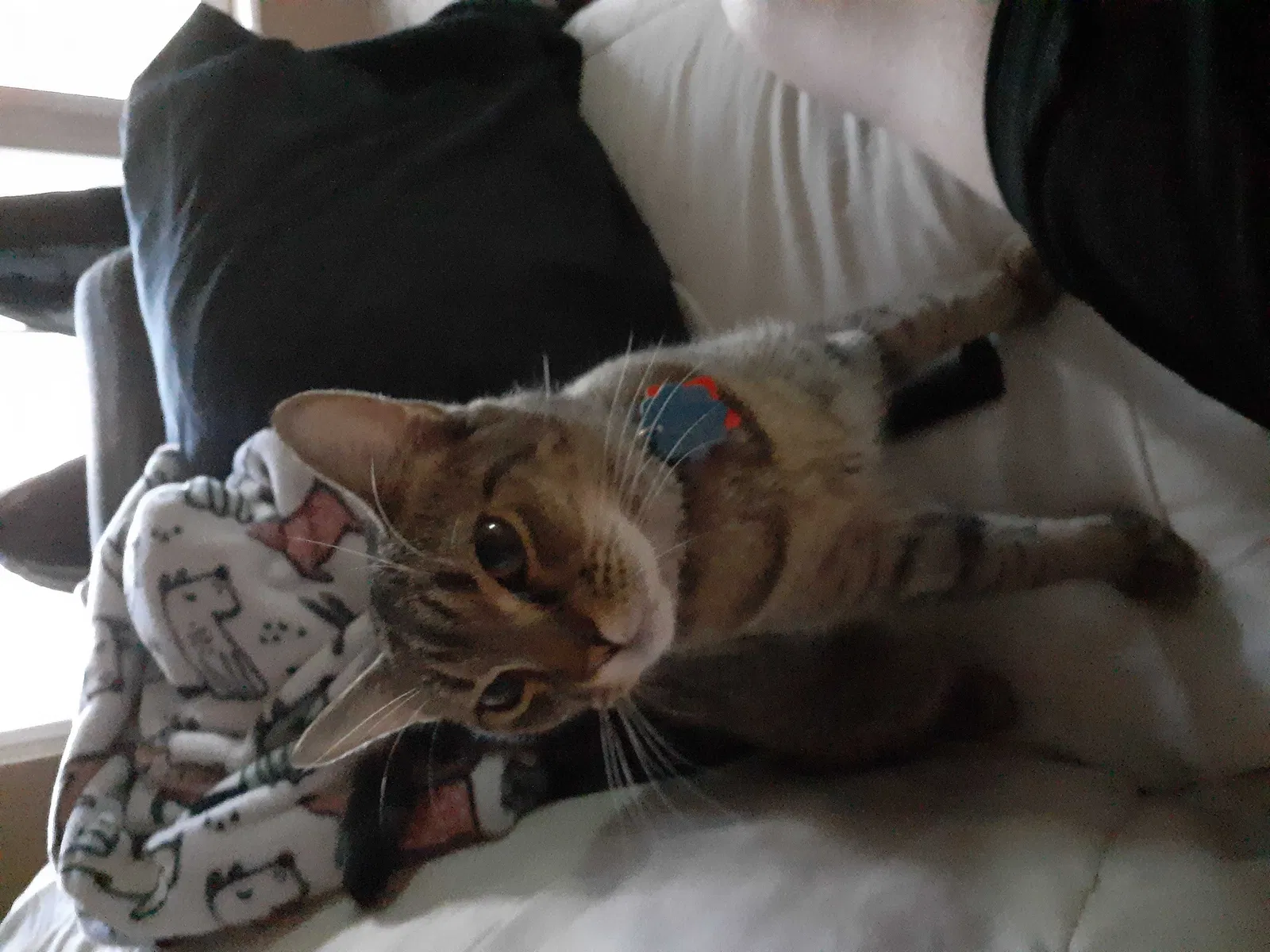Lost cat in Ocoee, FL, 34761