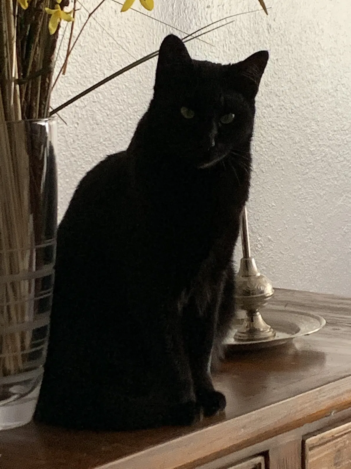 Lost cat in Houston, TX, 77057