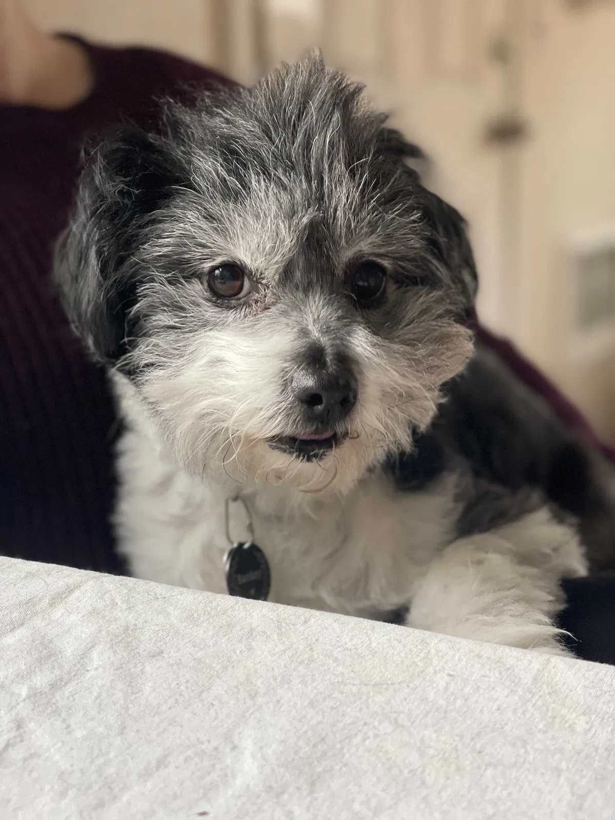 Lost dog in Portland, OR, 97216
