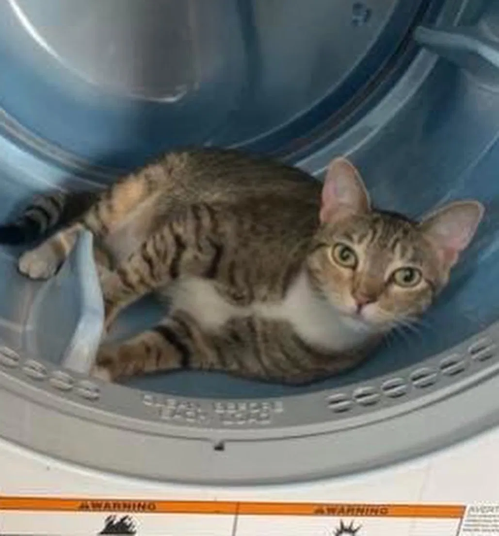 Lost cat in Cape Coral, FL, 33993