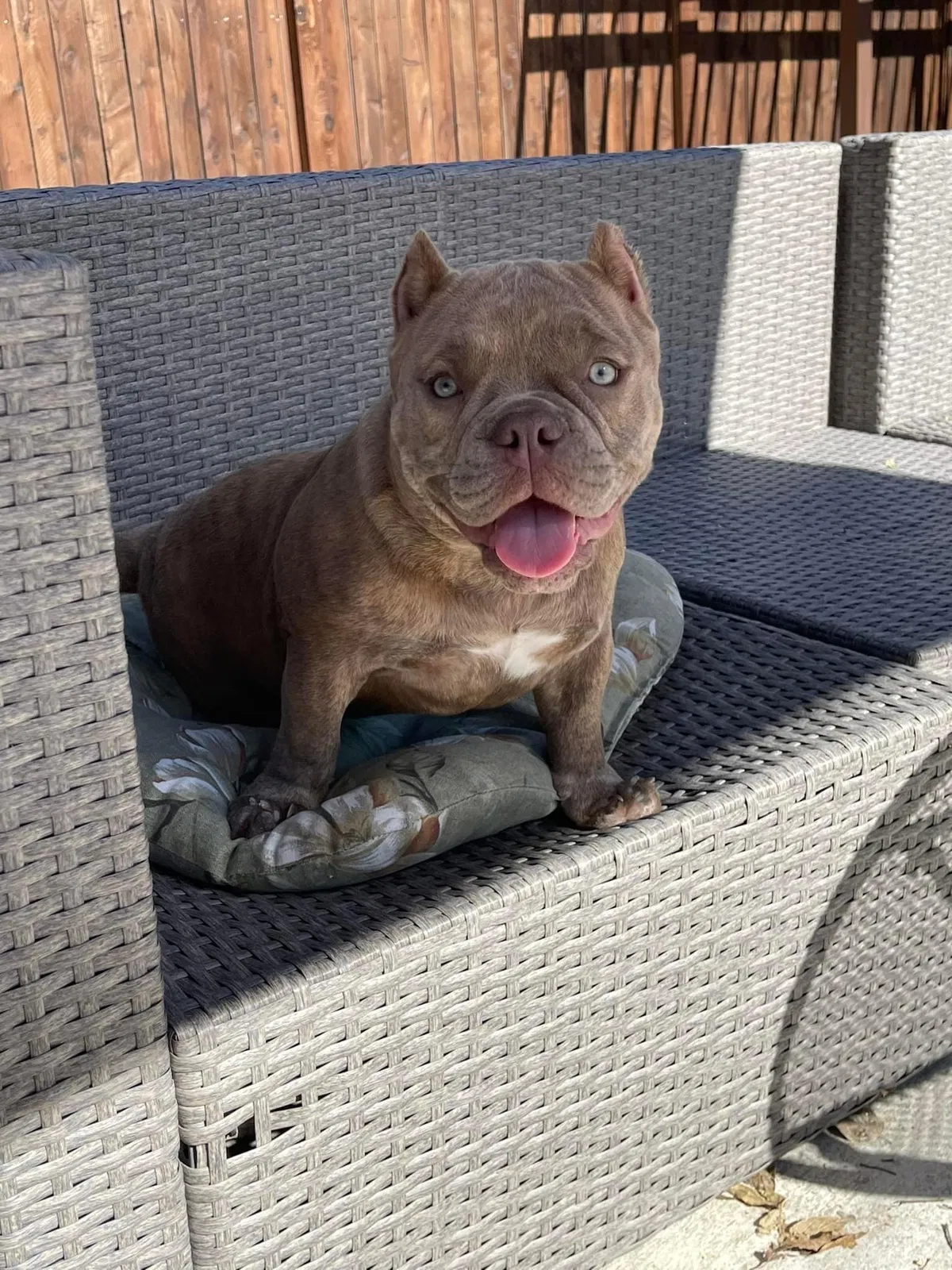 Lost dog in Dallas, TX, 75227
