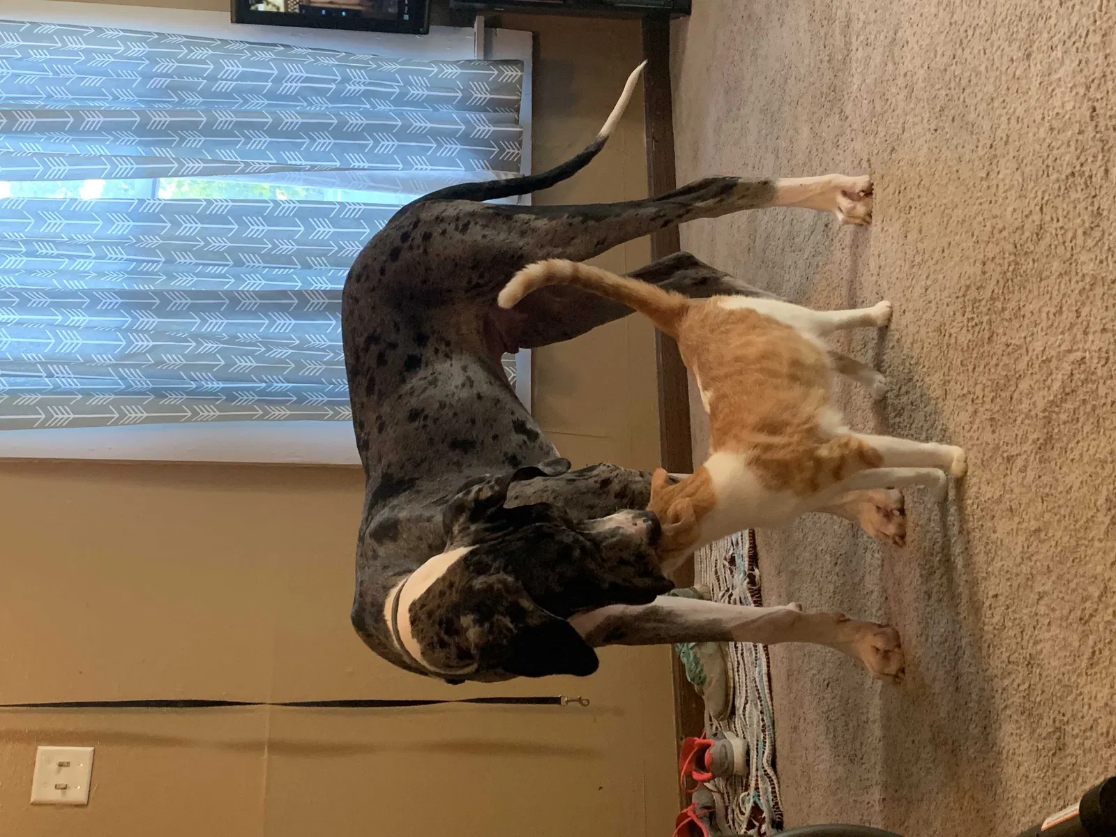 Lost cat in Edmond, OK, 73013