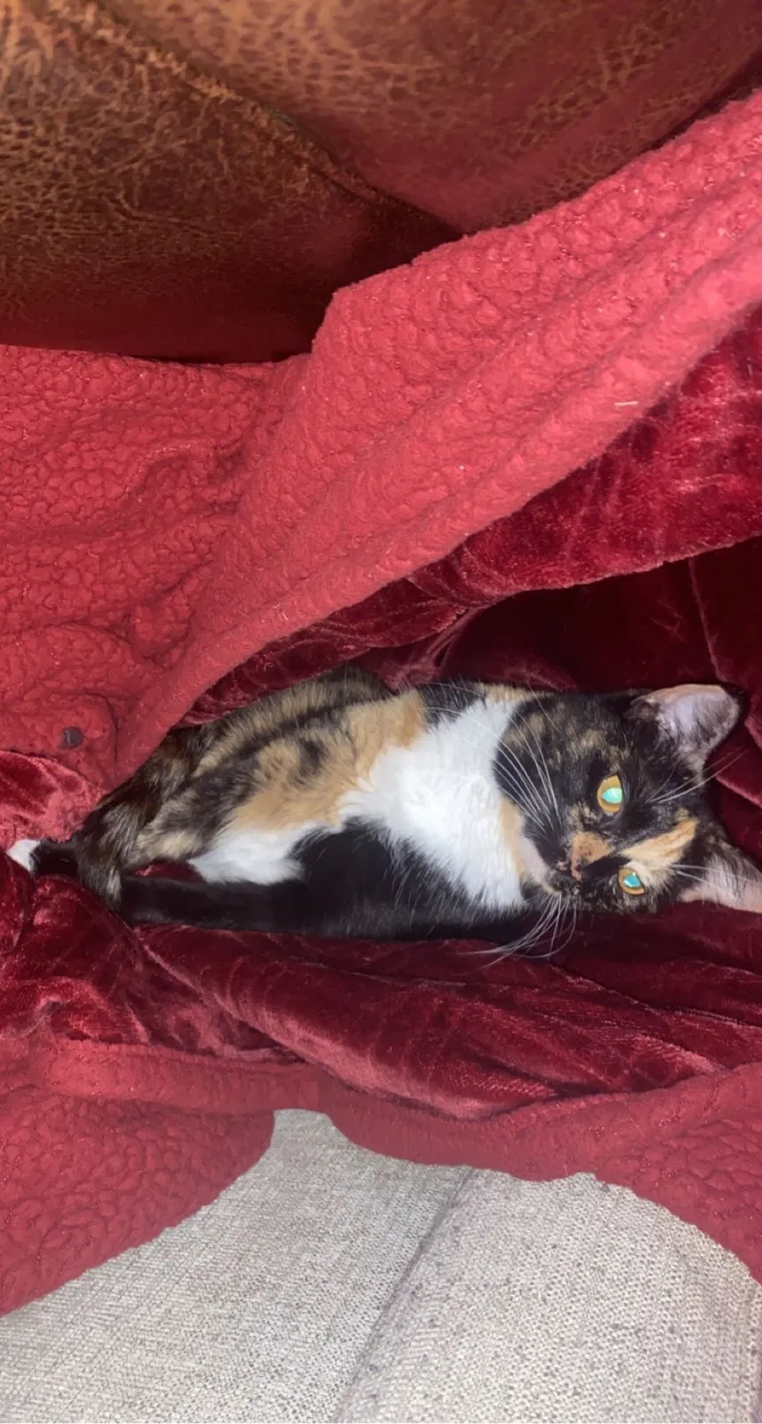 Lost cat in Bixby, OK, 74008