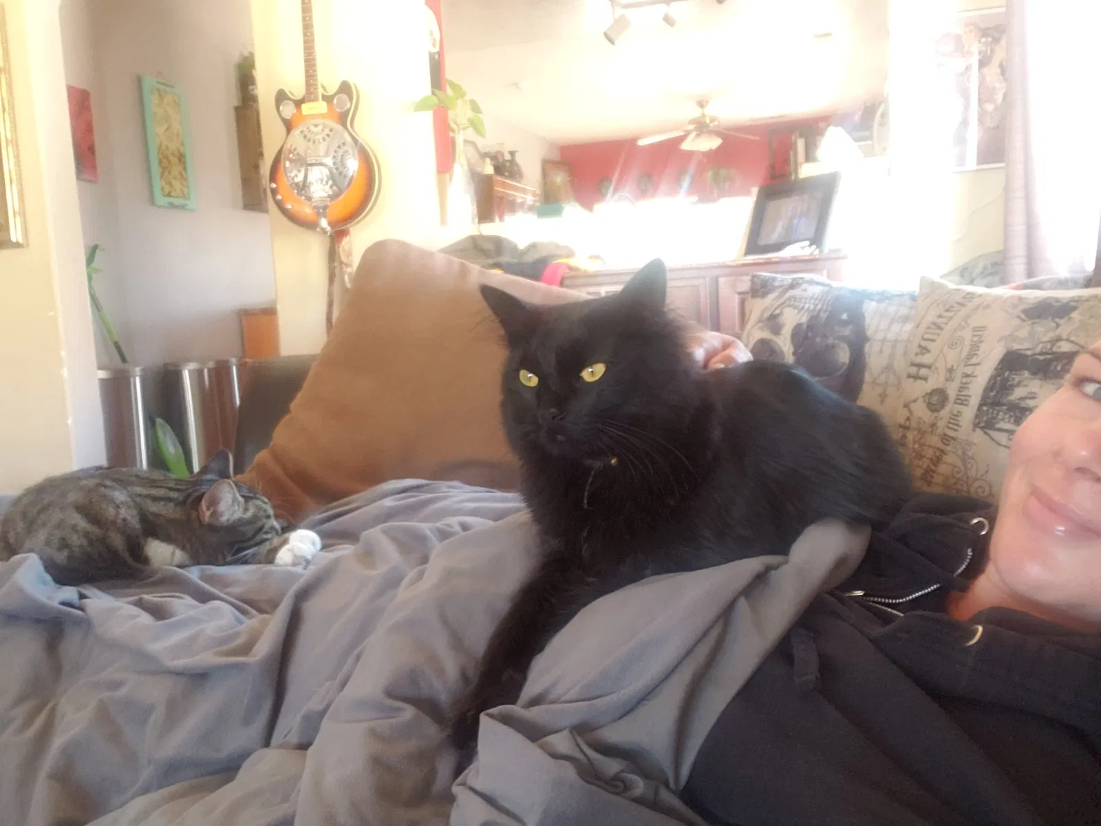 Lost cat in Rio Rancho, NM, 87144