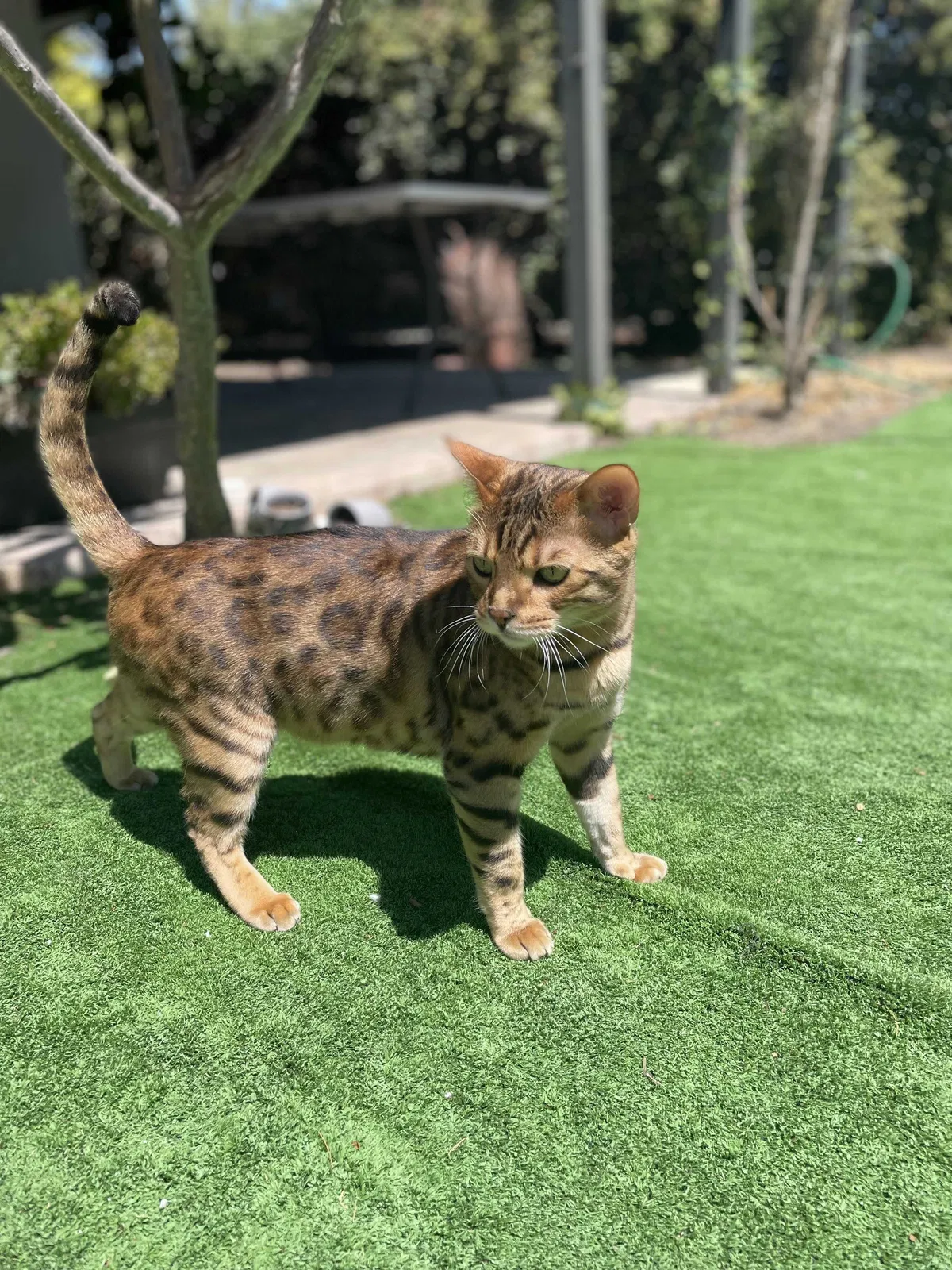 Lost cat in Tustin, CA, 92780