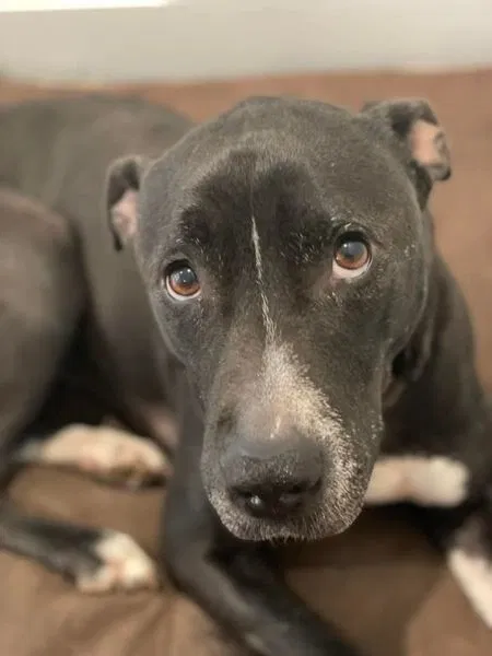 Lost dog in Fayetteville, GA, 30215