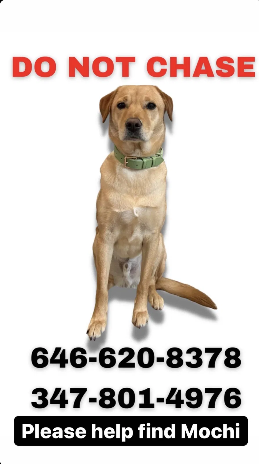 Lost dog in Rego Park, NY, 11374
