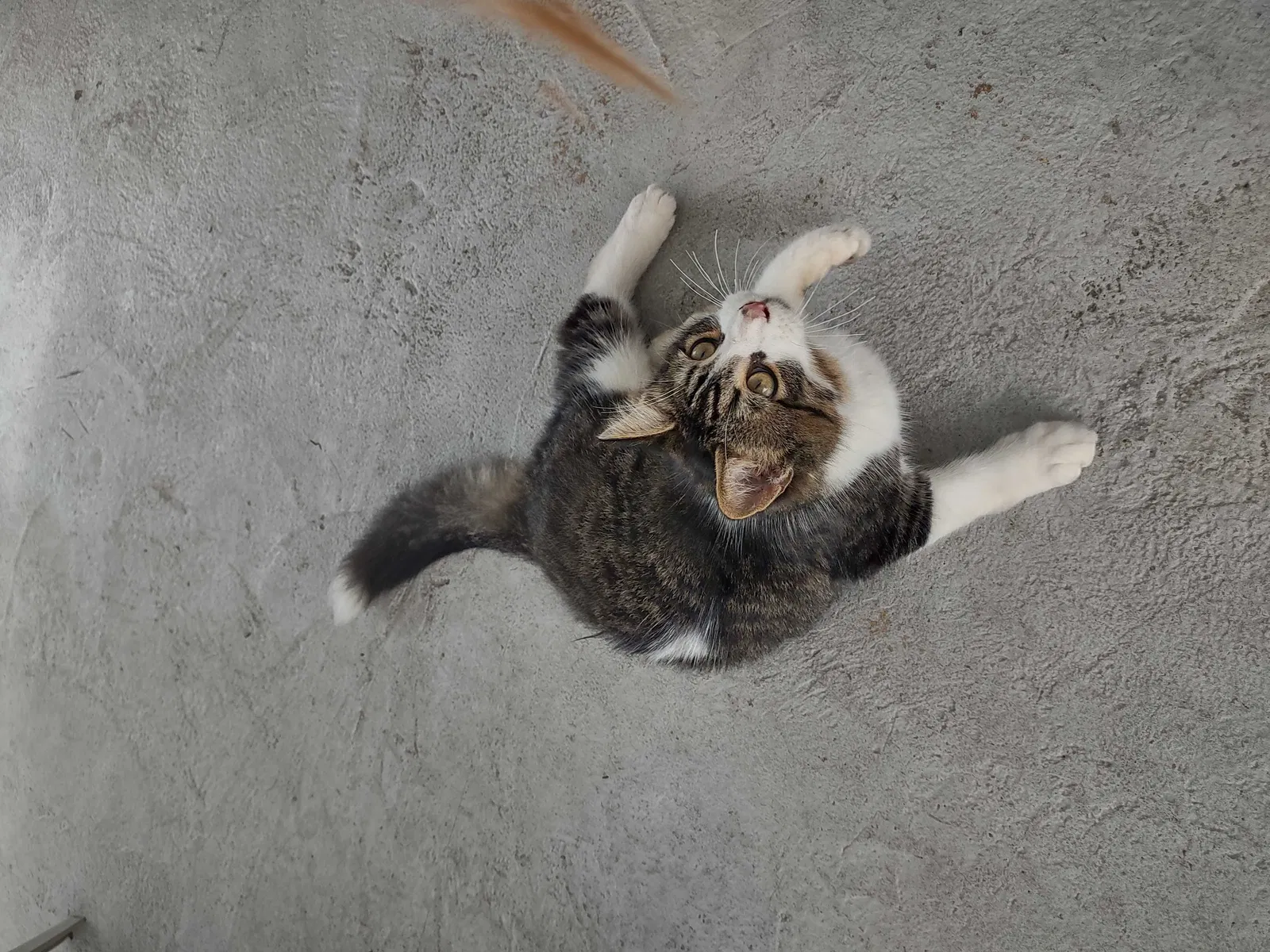 Lost cat in Miami, FL, 33165