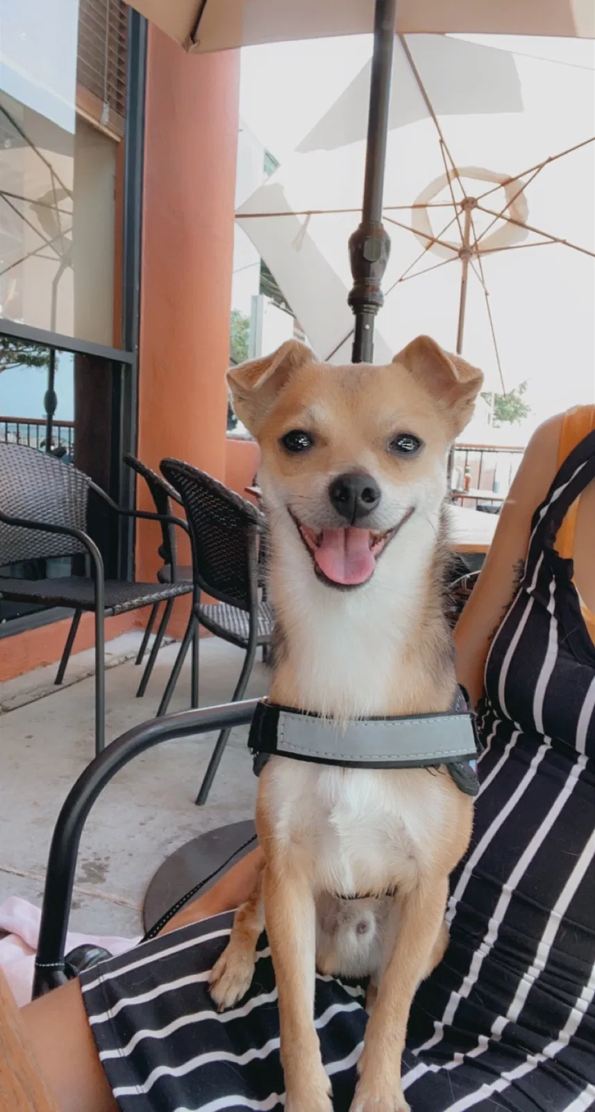 Lost dog in Los Angeles, CA, 90061