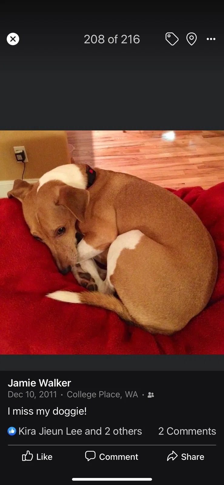 Lost dog in Rio Rancho, NM, 87124