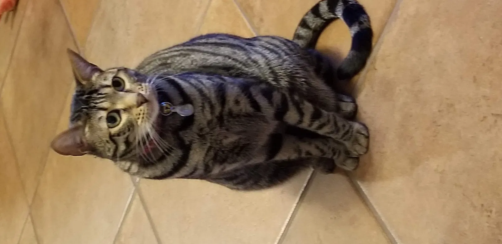 Lost cat in Oakley, CA, 94561