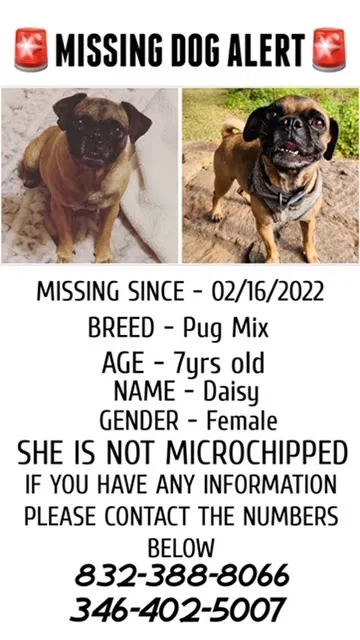 Lost dog in Pasadena, TX, 77502
