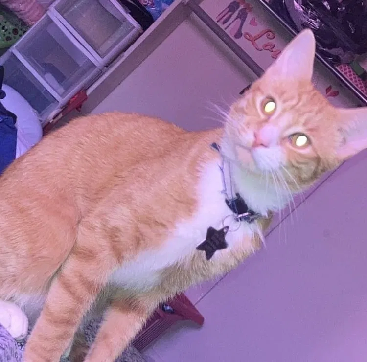 Lost cat in Norcross, GA, 30071