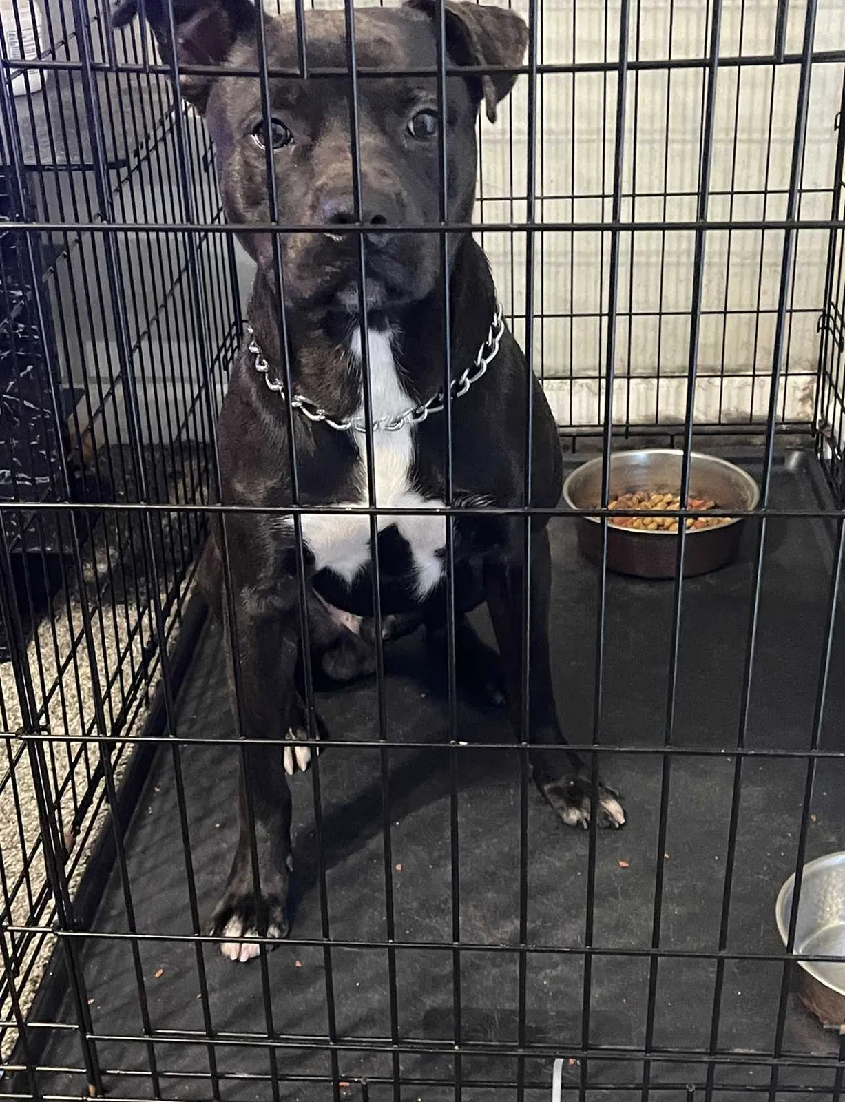 Lost dog in Saint Louis, MO, 63147