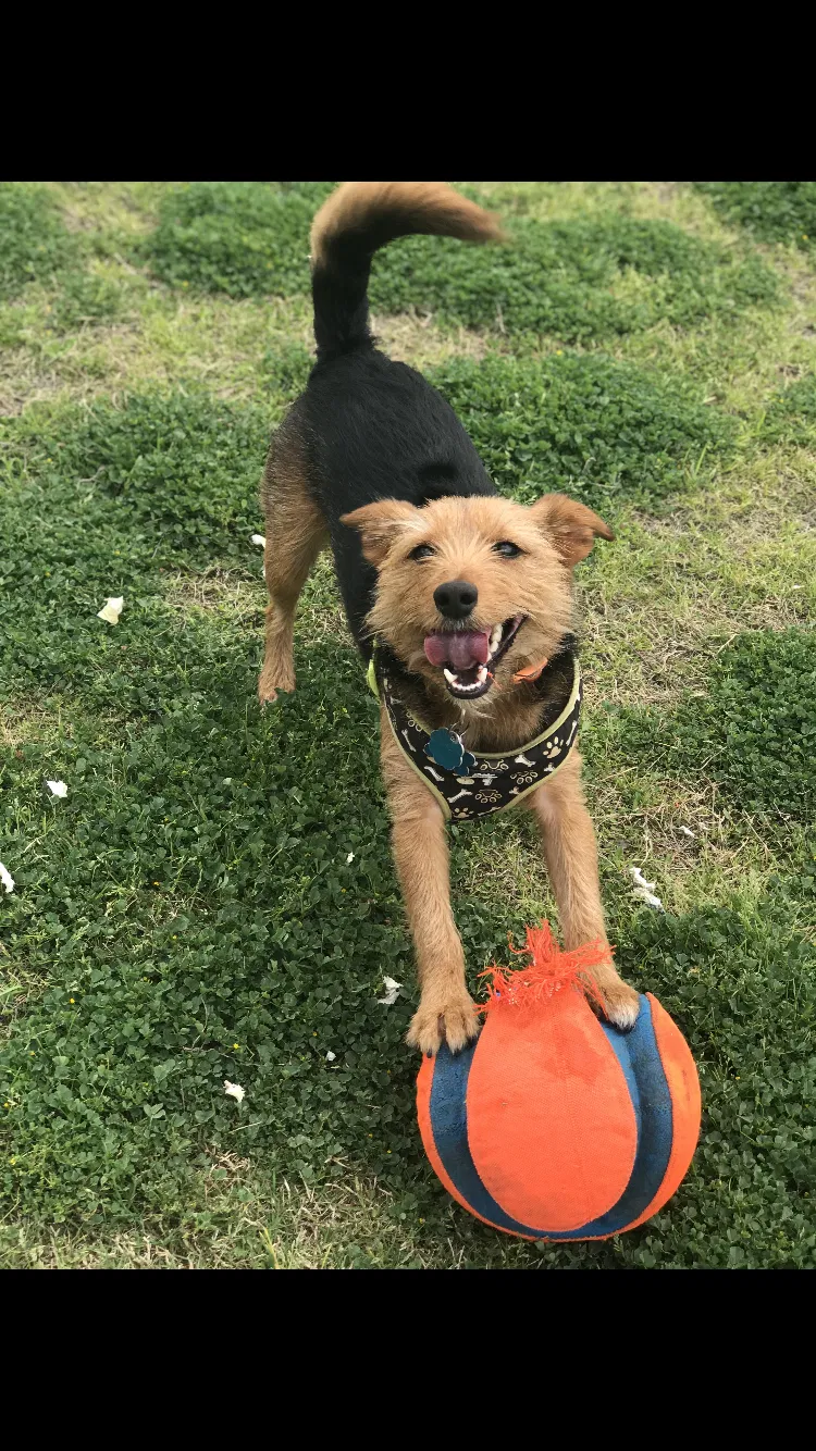 Lost dog in Dallas, TX, 75254