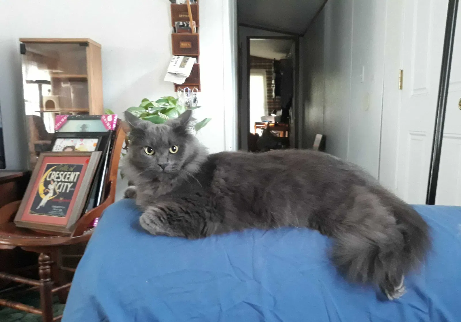 Lost cat in Saint Augustine, FL, 32086