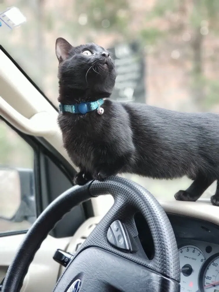 Lost cat in Fort Lauderdale, FL, 33303
