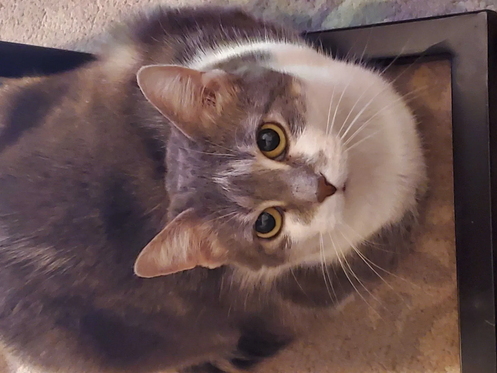 Lost cat in Hermitage, TN, 37076