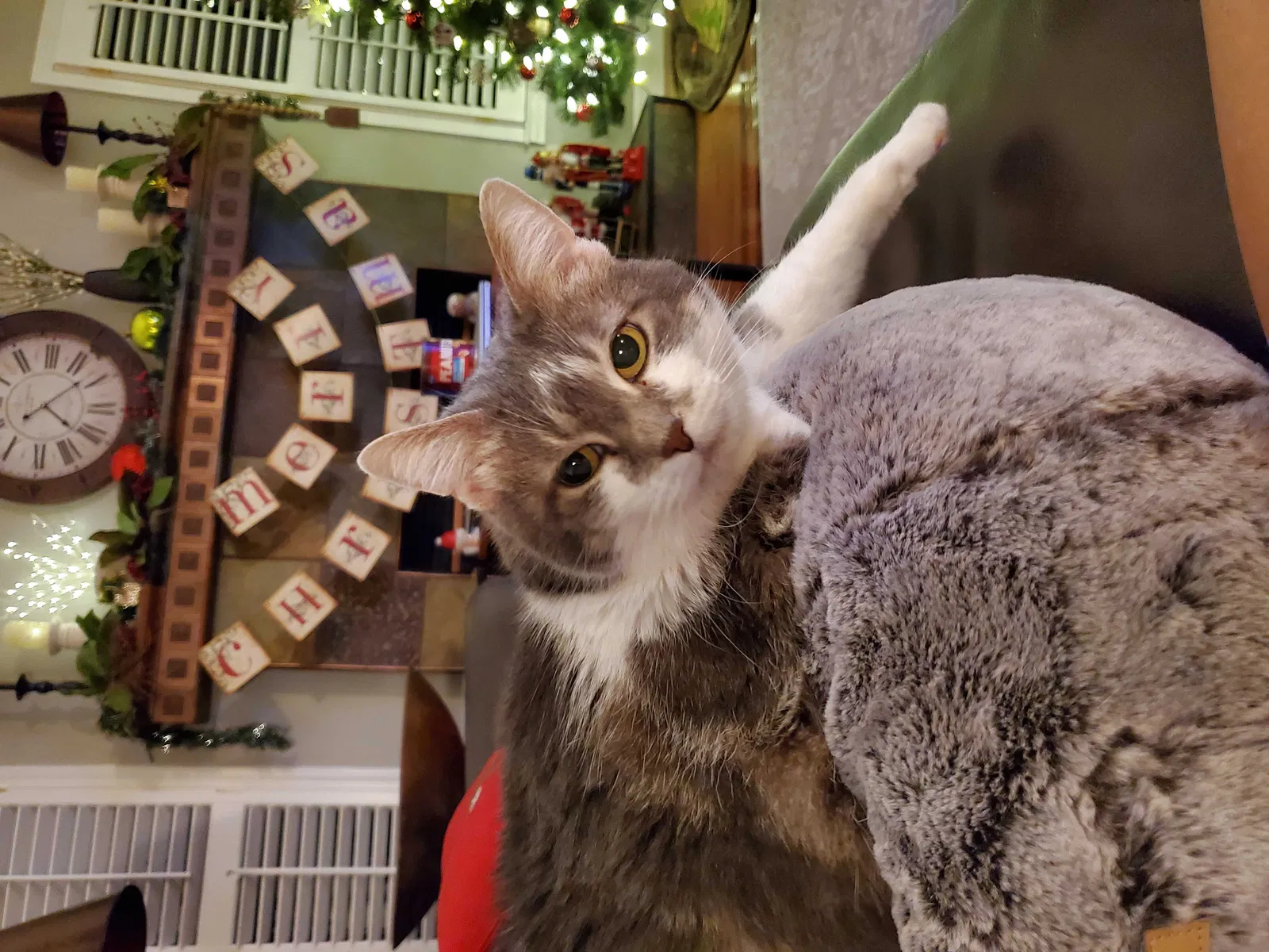 Lost cat in Hermitage, TN, 37076