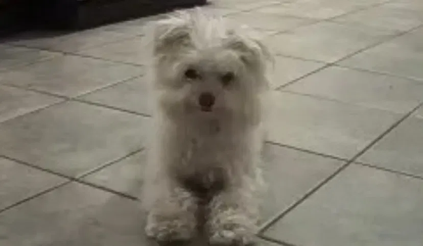 Lost dog in Richmond, VA, 23235
