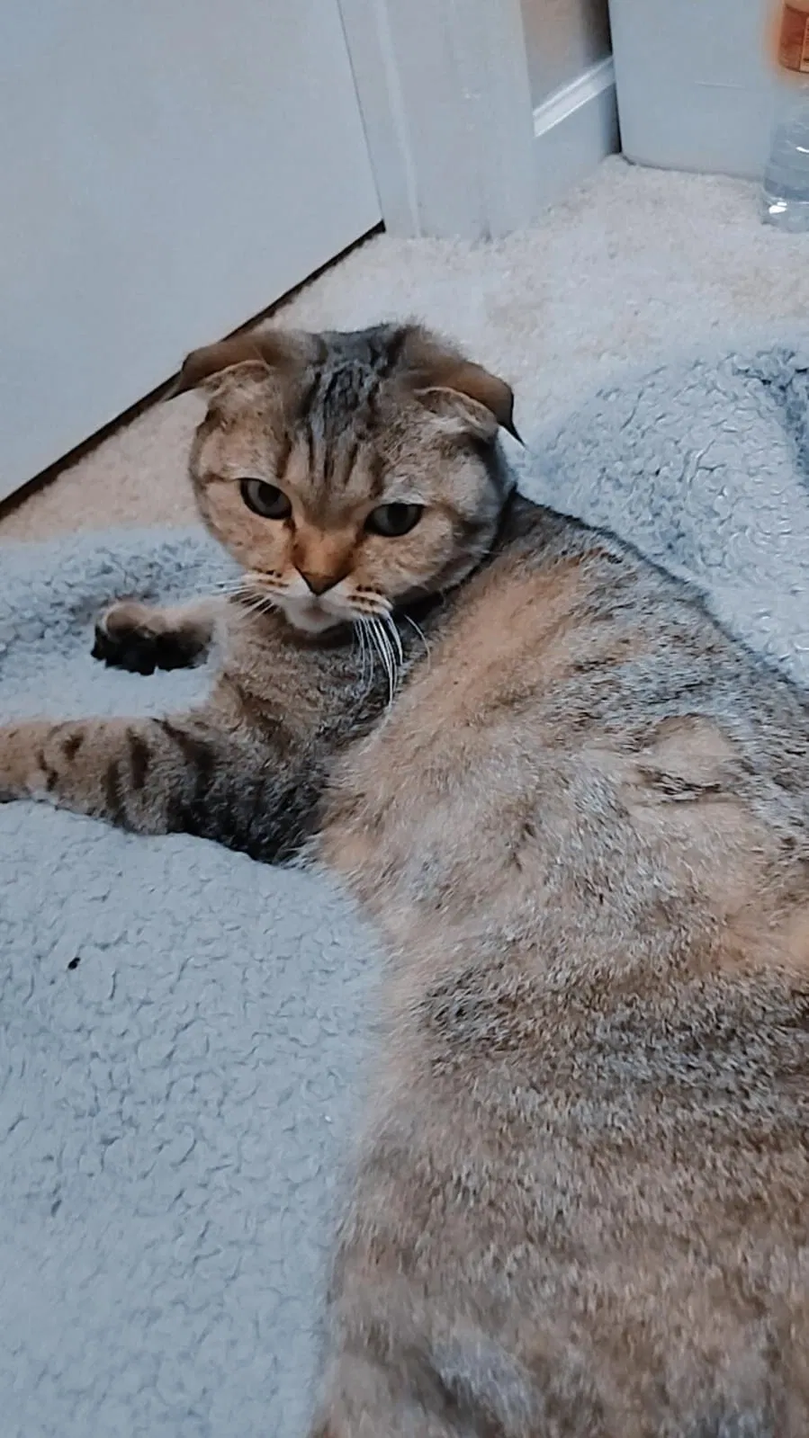 Lost cat in Hillsboro, OR, 97123