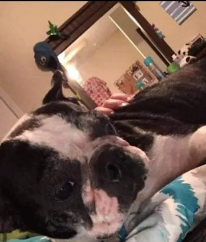 Lost dog in Bolivar, TN, 38008