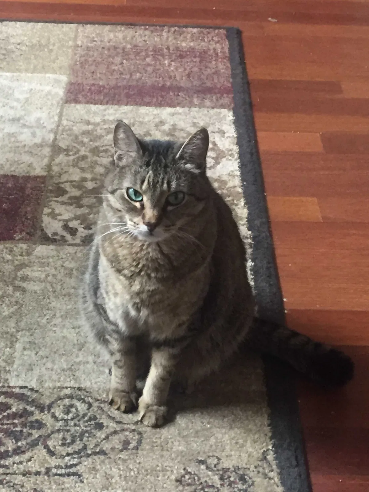 Lost cat in Southlake, TX, 76092