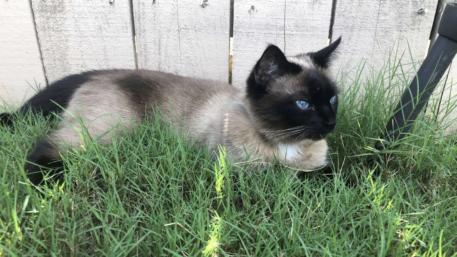 Lost cat in Huntsville, AL, 35803