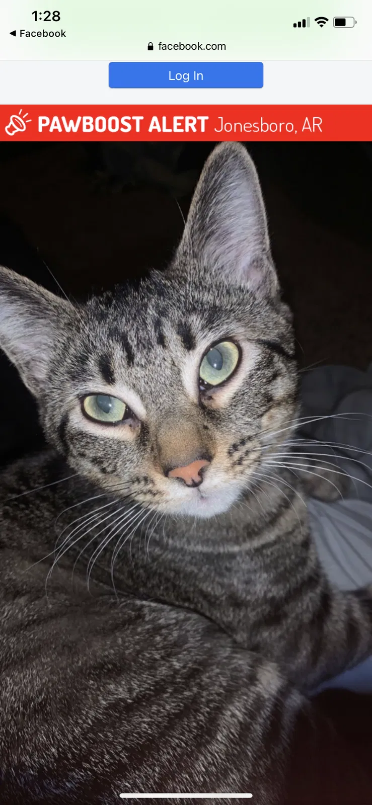 Lost cat in Jonesboro, AR, 72401