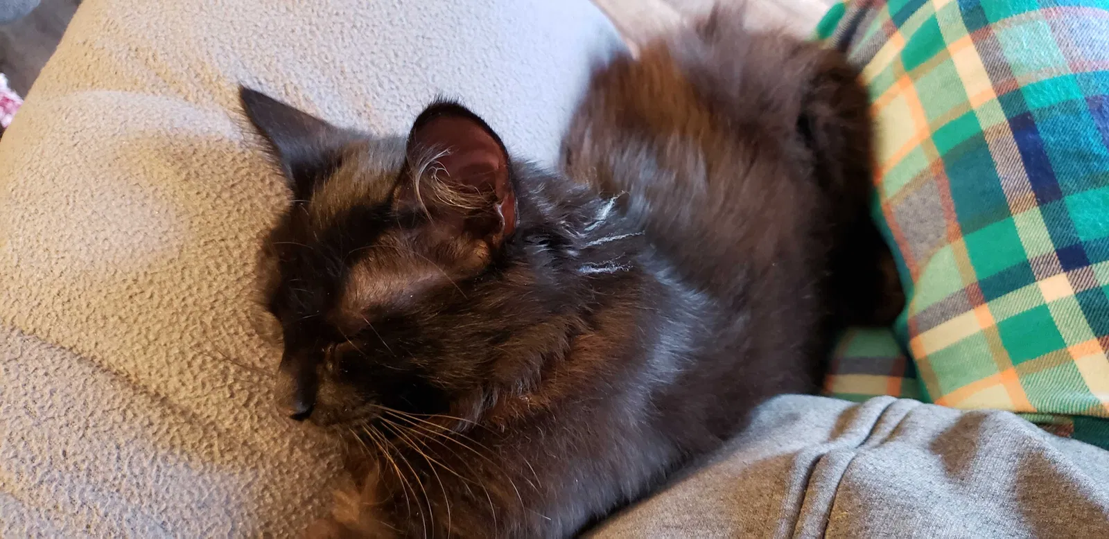Lost cat in Columbus, OH, 43235