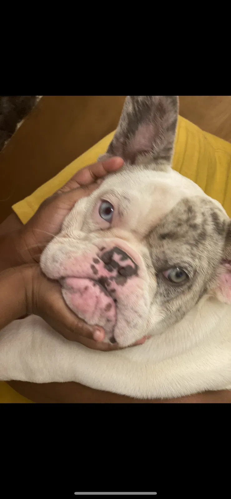 Lost dog in Baton Rouge, LA, 70810