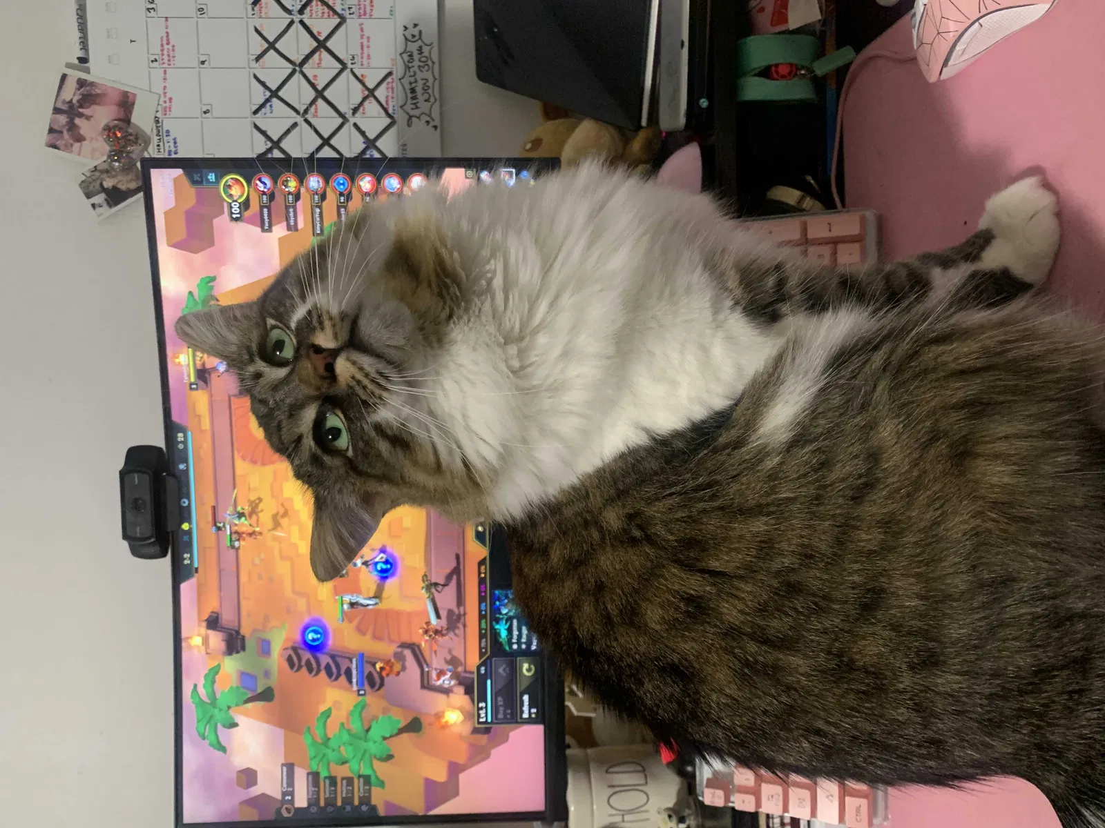 Lost cat in Long Beach, CA, 90805