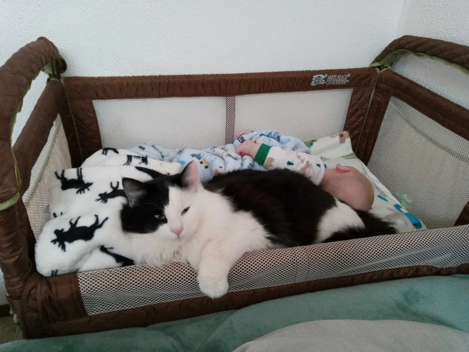 Lost cat in Port Orchard, WA, 98366