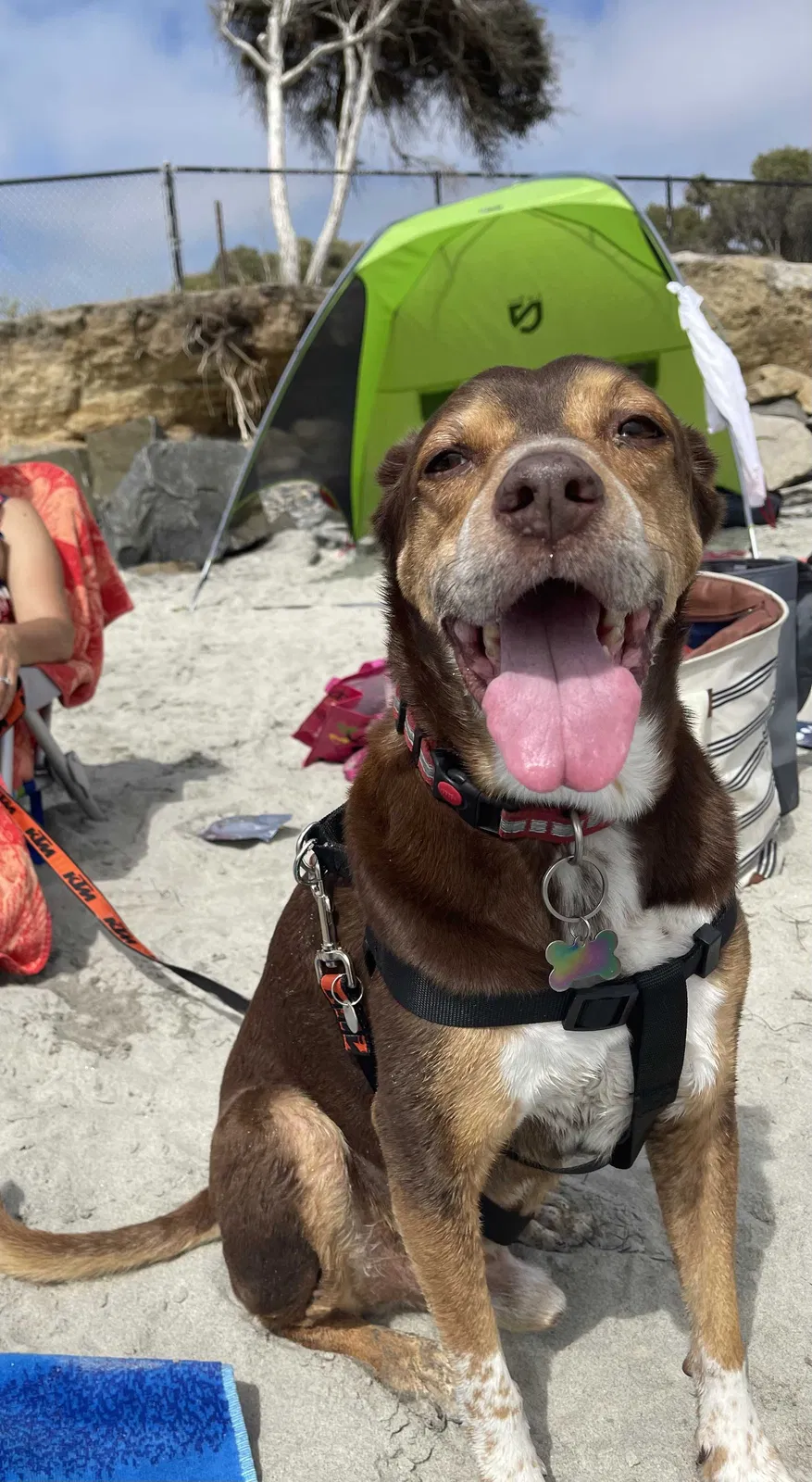 Lost dog in Alpine, CA, 91901
