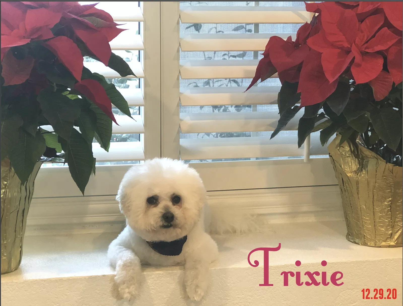Lost dog in Mission Viejo, CA, 92692